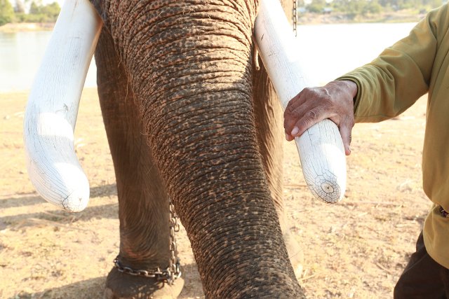 Co 15 minut z rąk kłusowników ginie jeden słoń.