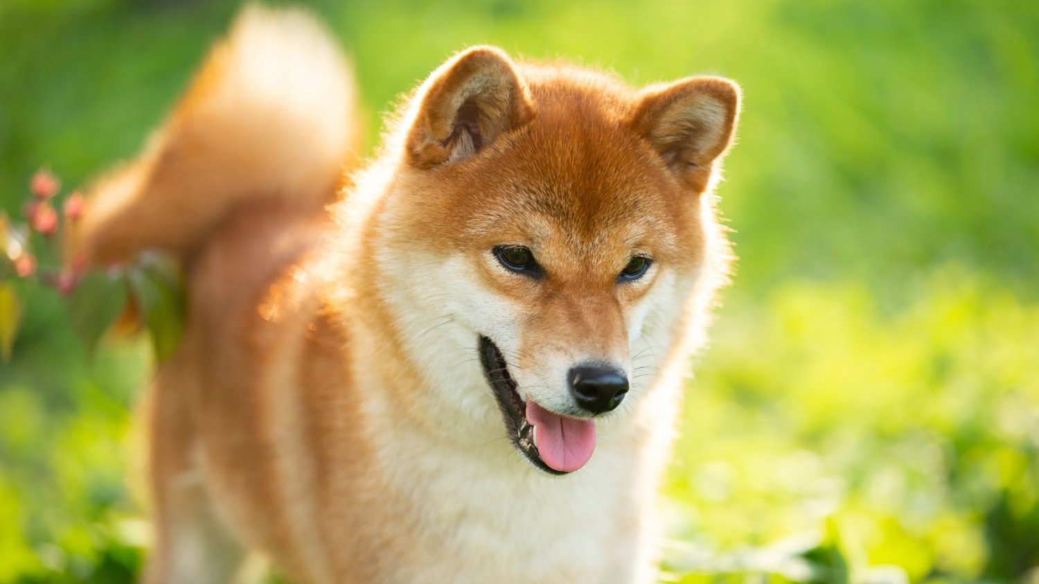 Shiba Inu – przykład psa średniej wielkości