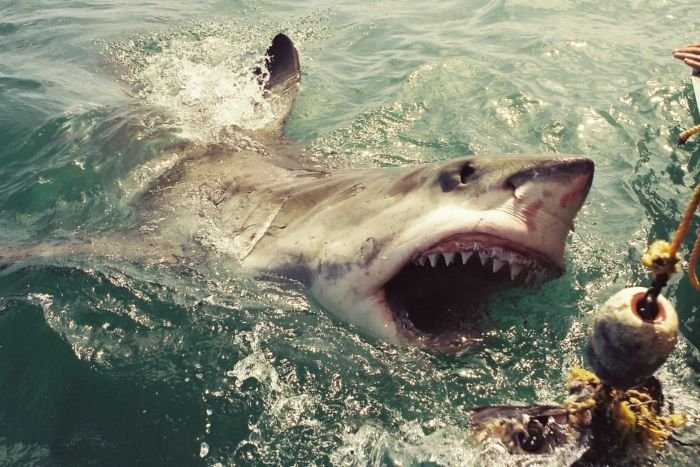 Atak rekina w Egipcie wstrząsnął światem (zdjęcie poglądowe).