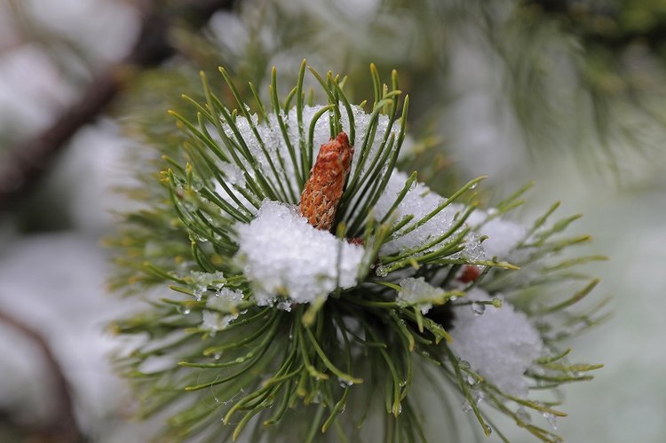 Pierwszy śnieg w tym roku. Nagranie z Karkonoszy.