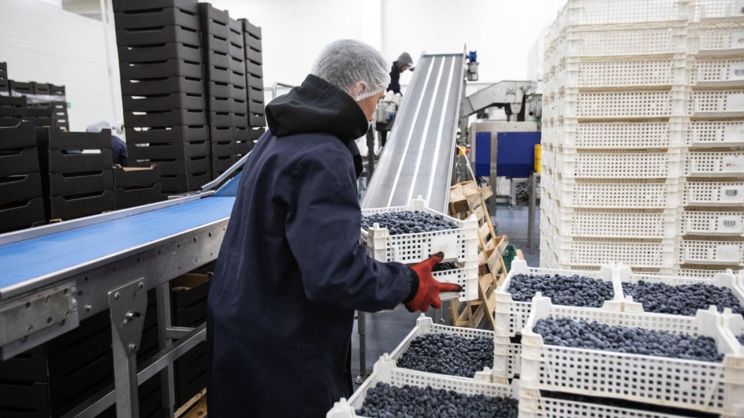 Sezon w pełni, a ceny rosną. To cios dla piekarzy i cukierników. Brakuje jagód, a ceny szybują. Ten sezon może być trudny dla branży.