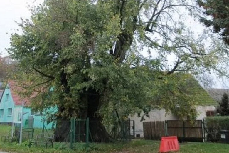 Wiąz Wiedźmin ma 460 lat