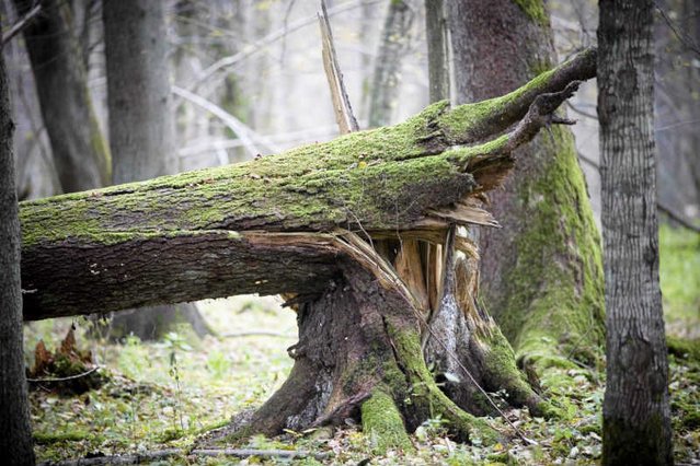 Rozpoczęła się wycinka drzew w Puszczy Białowieskiej