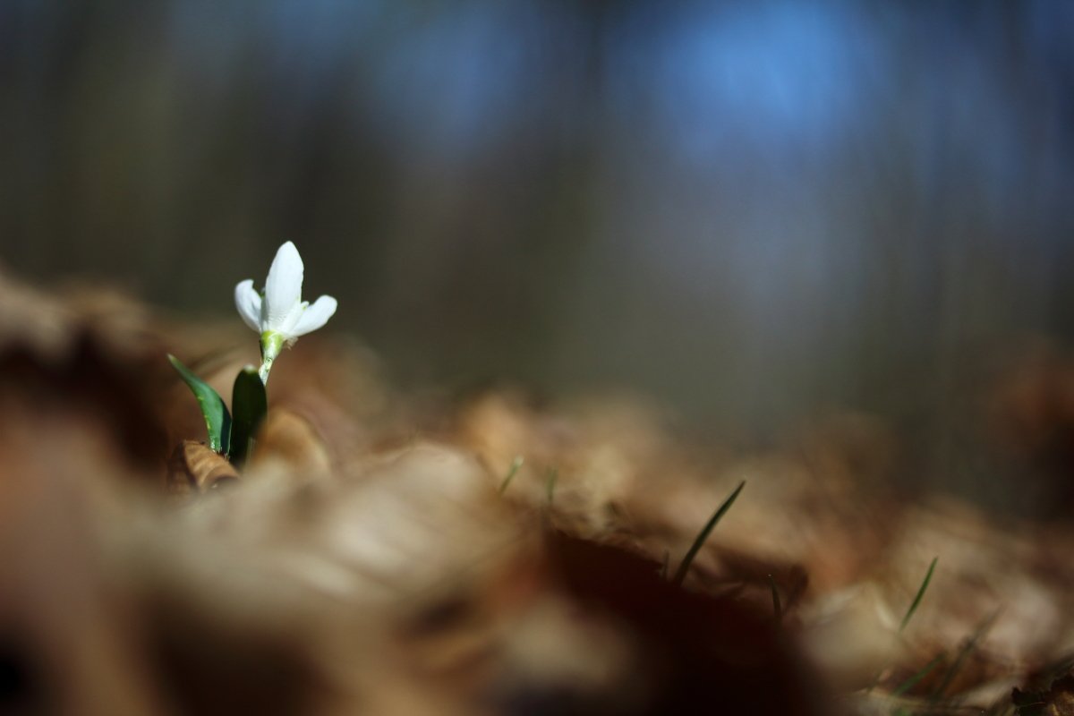 Autor: Anna Hildebrandt-Mrozek