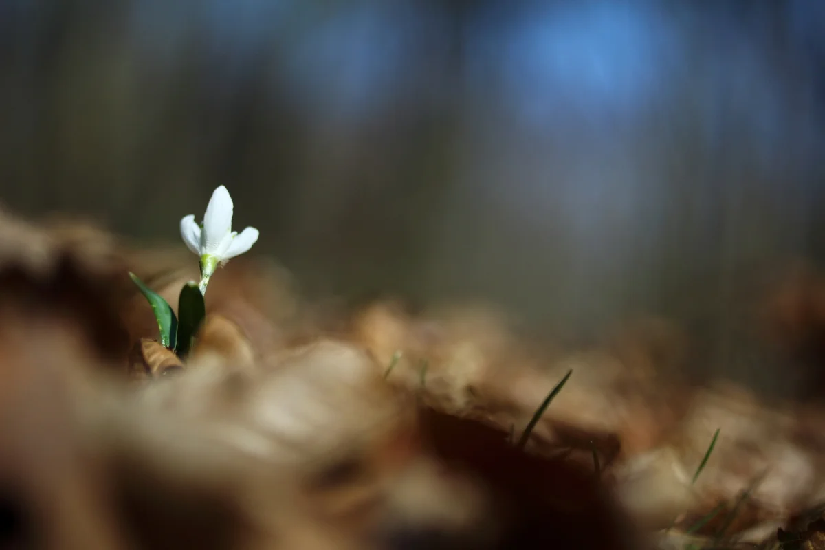 Autor: Anna Hildebrandt-Mrozek