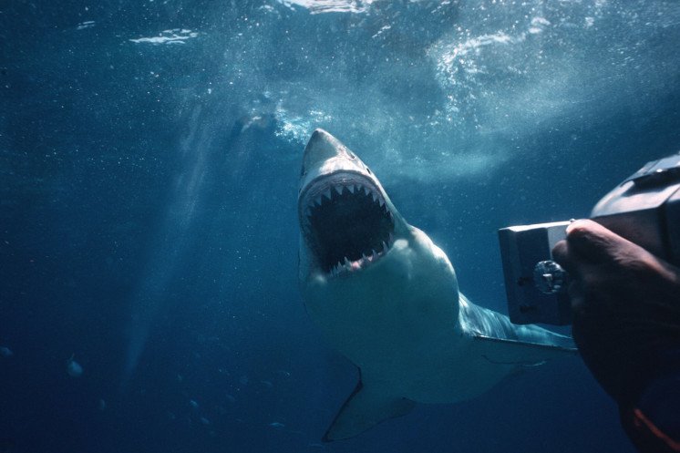 Australia: Wielki rekin biały zaatakował 20-latkę