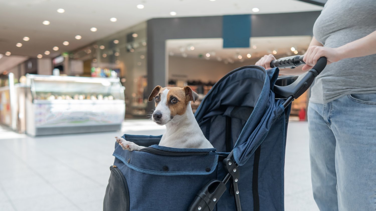 1000 zł na psa i 700 zł na kota. 