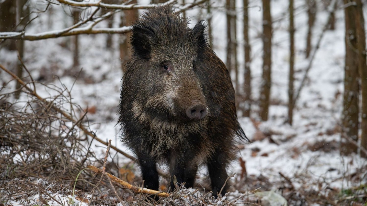 Setki milionów na odstrzał dzików i efektów brak. Wskazali rozwiązanie, czekam na ruch władzy