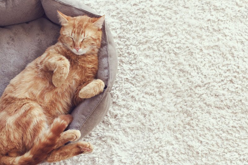 W kilku kantonach Szwajcarii farmerzy zajadają się pasztetem z kotów. Znawcy twierdzą, że mięso z kota przypomina w smaku królika