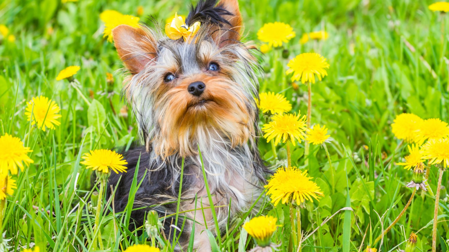 10 ras psów najbardziej przyjaznych alergikom York Terrier siedzący w mleczach