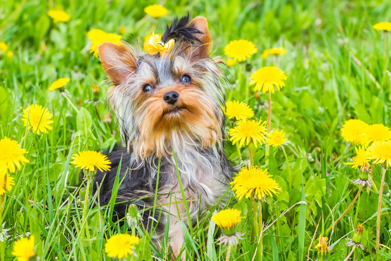 10 ras psów najbardziej przyjaznych alergikom York Terrier siedzący w mleczach