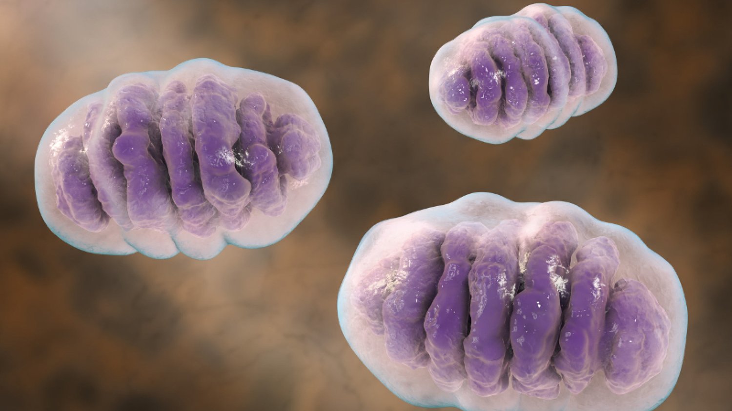 Mitochondria są biologicznymi ''elektrowniami'' komórek w ludzkim organizmie. Bez nich nie przetrwalibyśmy nawet 5 minut