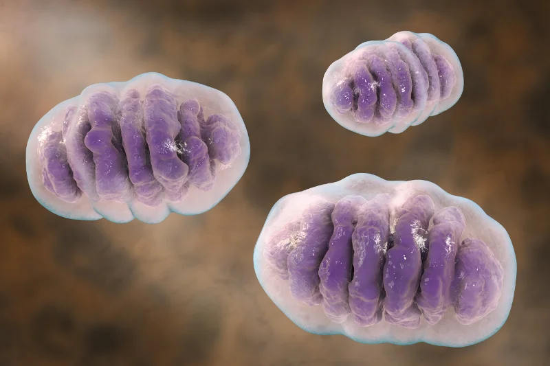 Mitochondria są biologicznymi ''elektrowniami'' komórek w ludzkim organizmie. Bez nich nie przetrwalibyśmy nawet 5 minut