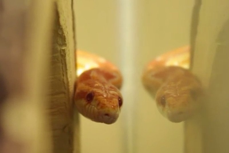 I kto tu się okazał gadem? Na poczcie w Koluszkach znaleziono paczkę z wężami. Przeleżały w niej prawie pół roku!