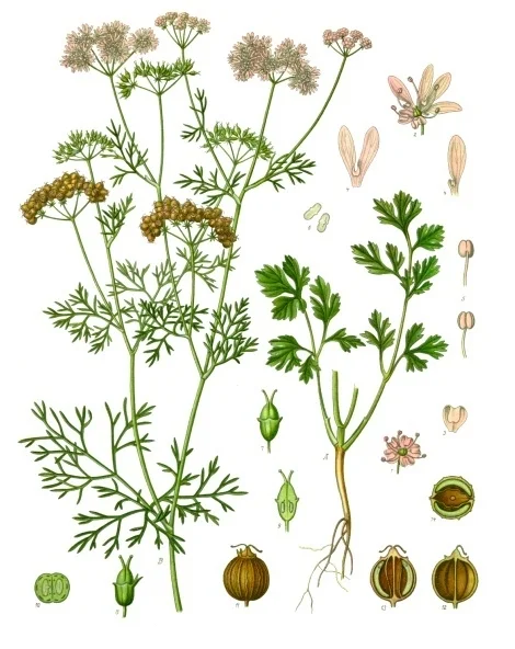 kolendra