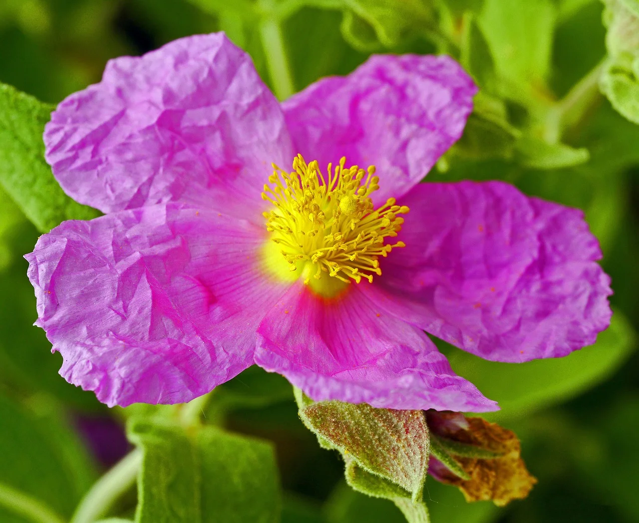 Jedna z odmian czystka (Rockrose Cistus Albidus) zwanego świętą różą (lub skalną różą).