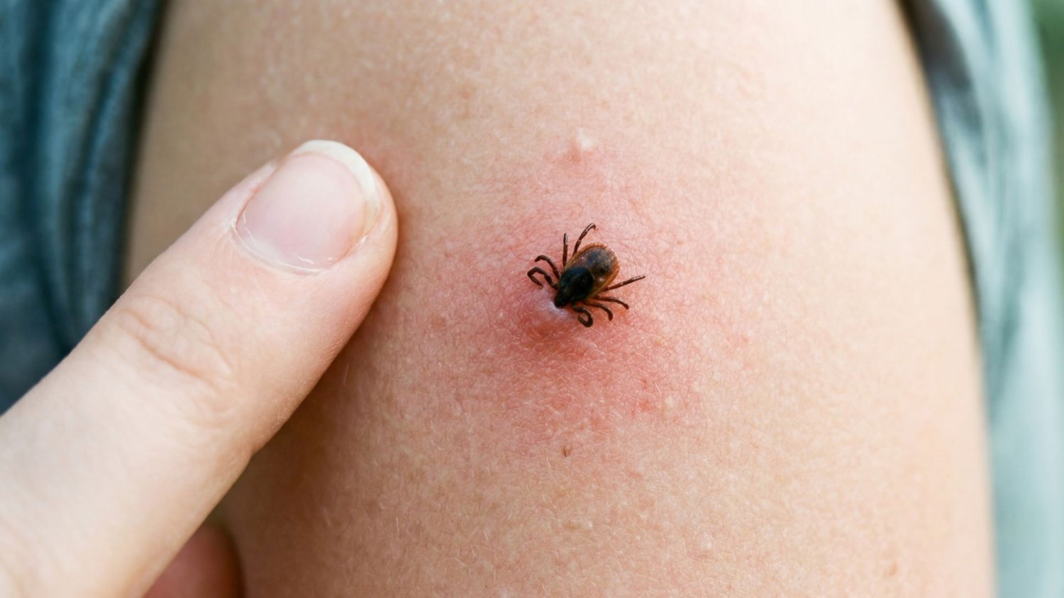 Kleszcz-gigant dotarł do Polski. Egzotyczny intruz jest bardzo mobilny