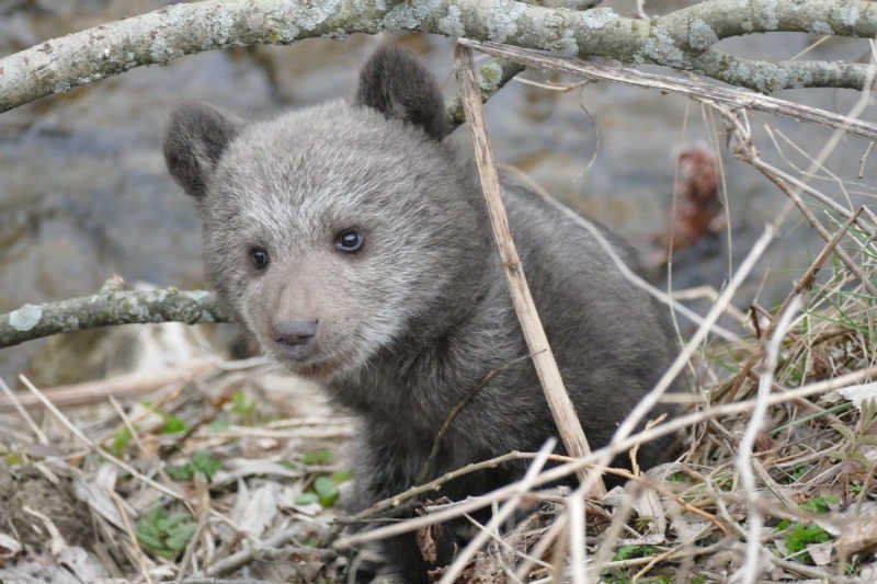 Mała niedźwiedzica na pewno podbije serca poznaniaków.