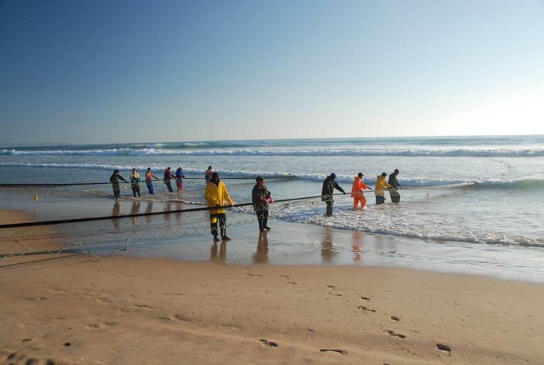 Technika xávega, Costa da Caparica, Północny Atlantyk, a sieci drobne ryby pelagiczne, przede wszystkim sardynki, ostroboki i makrele.