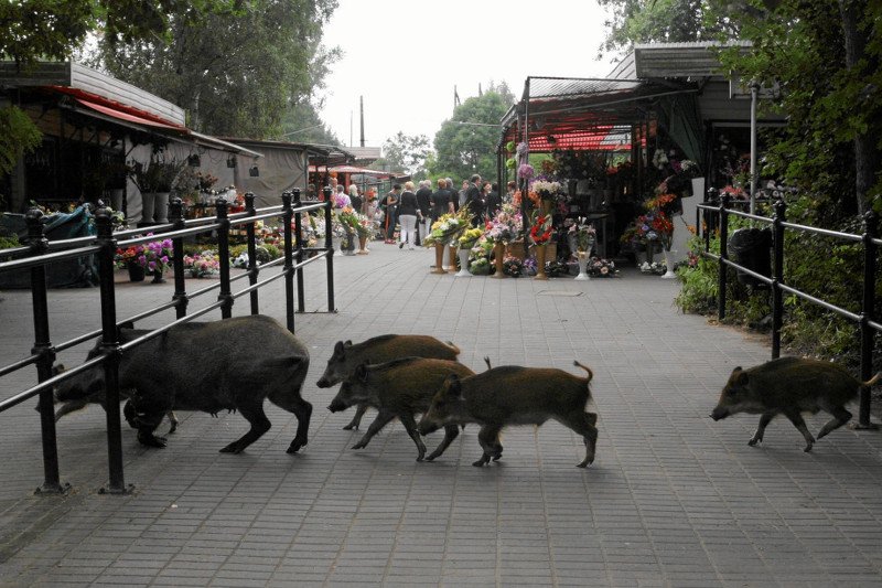 Dziki w miastach pojawiają się coraz częściej. Na zdjęciu - wizyta stada dzików w okolicach cmentarza w Poznaniu