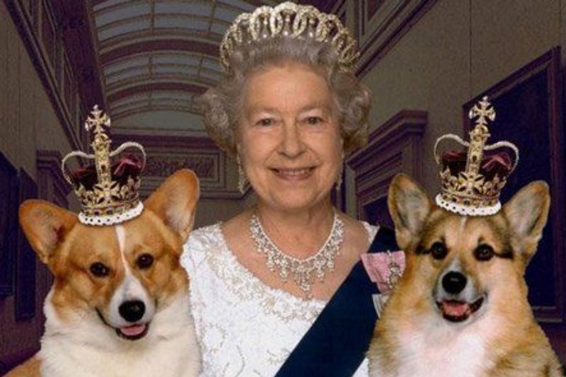 Pies królowej, który wygląda jak puchaty chlebek! Szał na rasę Welsh Corgi - ile kosztuje corgi i jak o niego dbać?