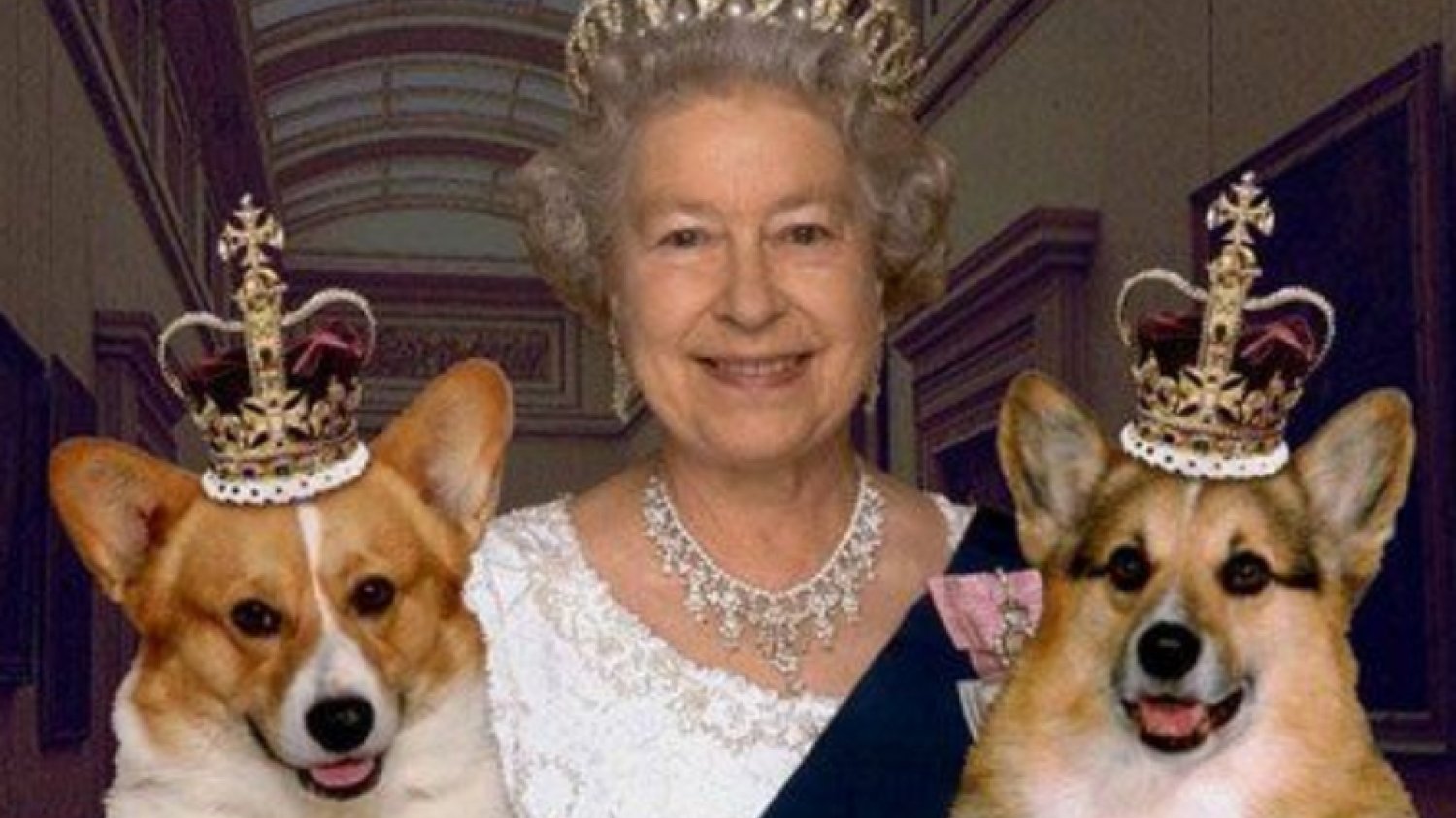 Pies królowej, który wygląda jak puchaty chlebek! Szał na rasę Welsh Corgi - ile kosztuje corgi i jak o niego dbać?