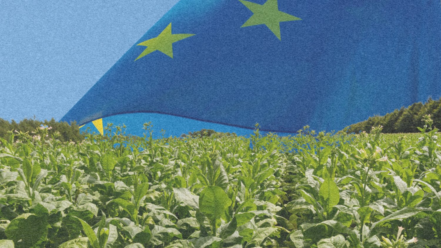 Plantacja tytoniu na tle flagi UE.