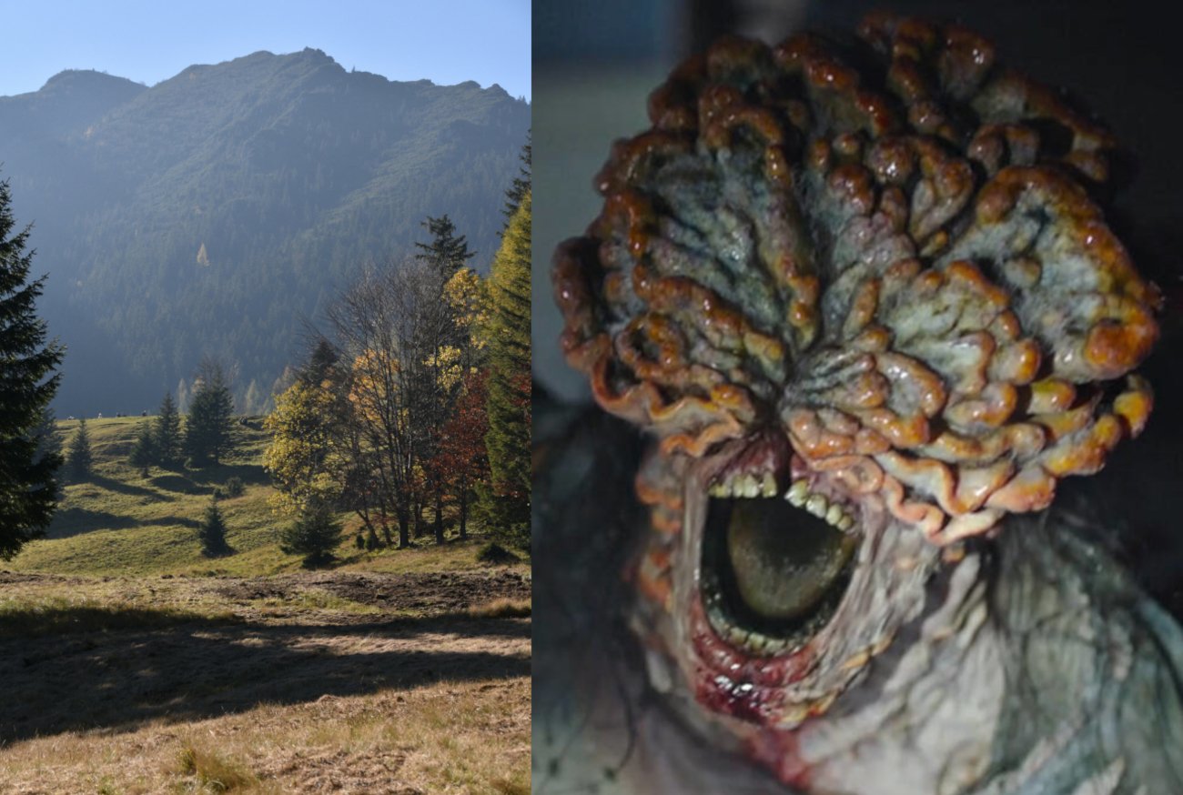 Grzyby z "The Last of Us" w polskich lasach?