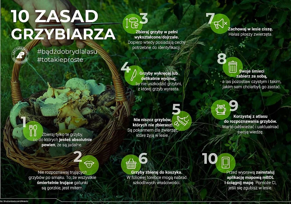 Jeśli wybierasz się na grzyby, koniecznie zastosuj się do DEKALOGU GRZYBIARZA, udostępnionego przez Lasy Państwowe. Dekalog grzybiarza. Co można robić, a czego nie w trakcie zbierania grzybów w sezonie 2020?