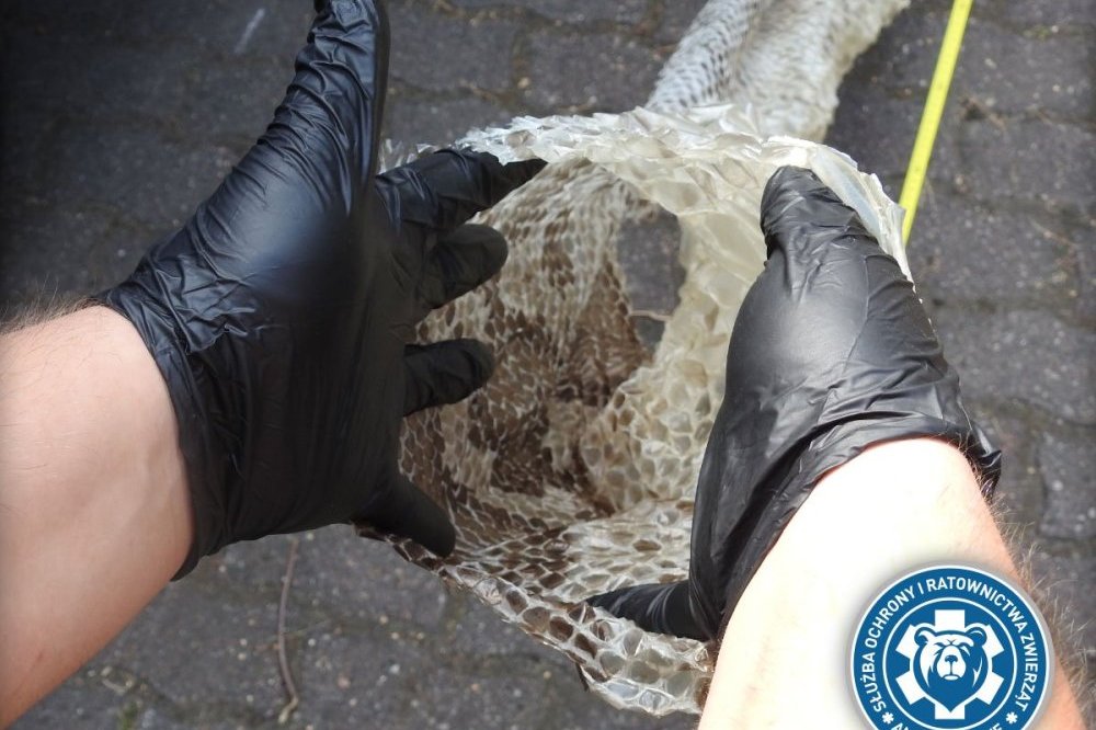 Wylinka po pytonie tygrysim znaleziona nad Wisłą