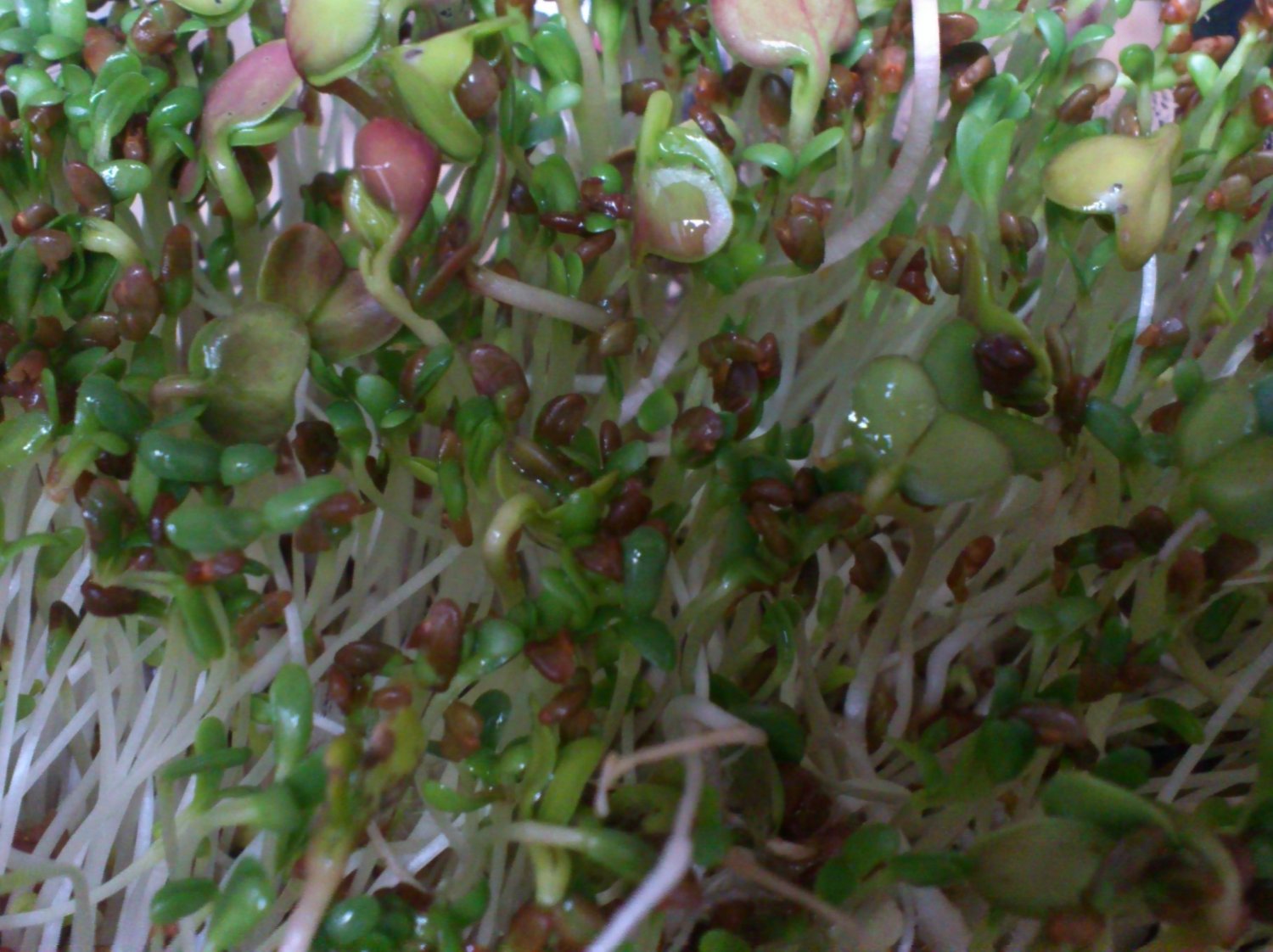 kiełki z domowej uprawy