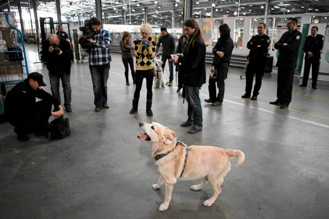 Urządzenie przypominające bombę pozostawiono na stadionie po skończonych ćwiczeniach dla psów tropiących