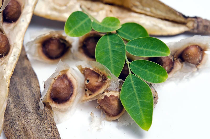 Moringa doskonale sprawdza się w codziennej pielęgnacji
