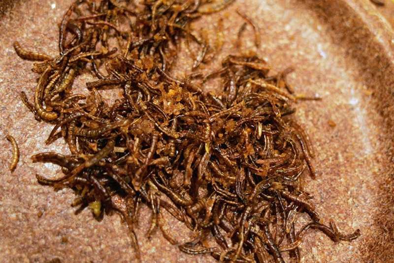 Czy owady będą nowym hitem?