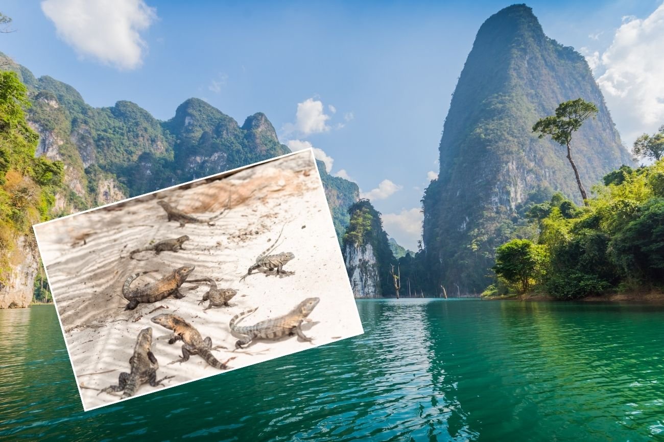 Legwany opanowały ulice Tajlandii