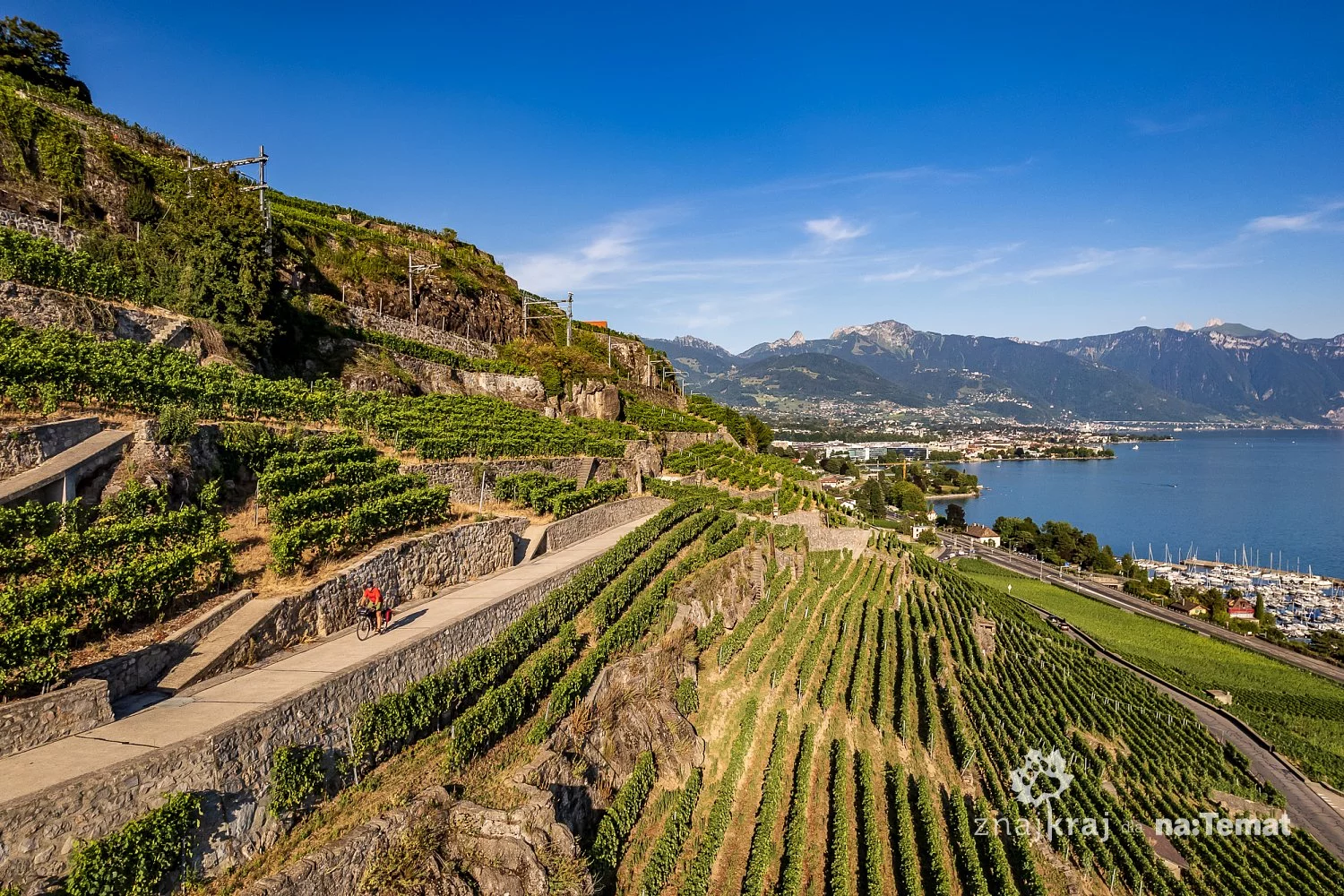 Winnice Lavaux nad Jeziorem Genewskim