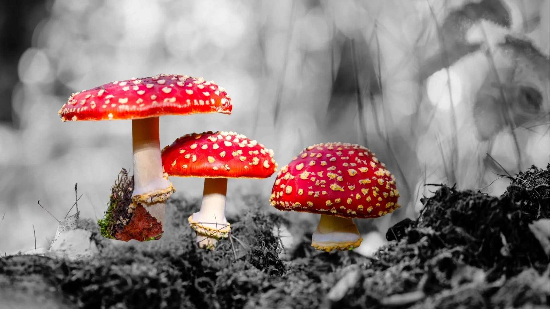 Muchomor czerwony robi furorę w sieci. Czytam te teorie i oczom nie wierzę