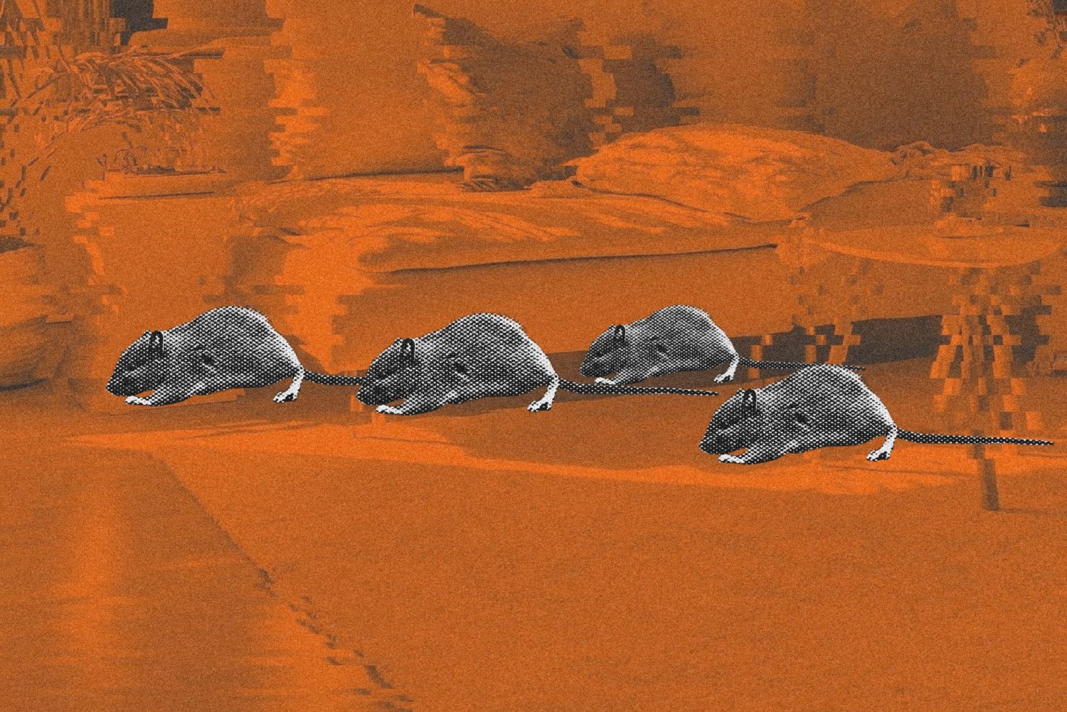 – Szczury to najszybciej rozmnażające się gryzonie. A jedna szczurza para w ciągu roku wydaje na świat aż dwa tysiące potomków – przestrzega w rozmowie z naTemat profesor Stanisław Ignatowicz z SGGW.