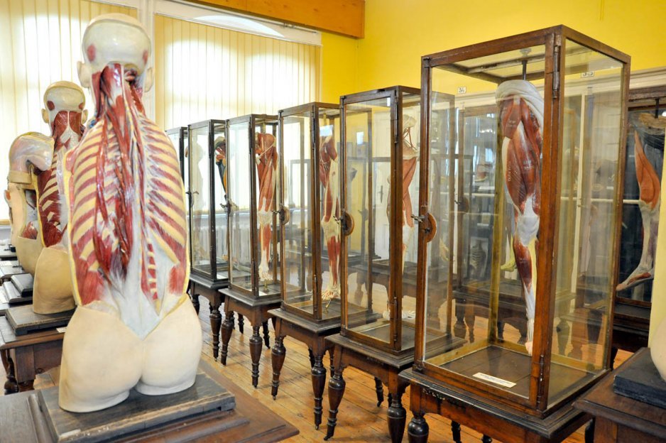 Zakład Anatomii Prawidłowej Uniwersytetu Medycznego we Wrocławiu, sala wykładowa