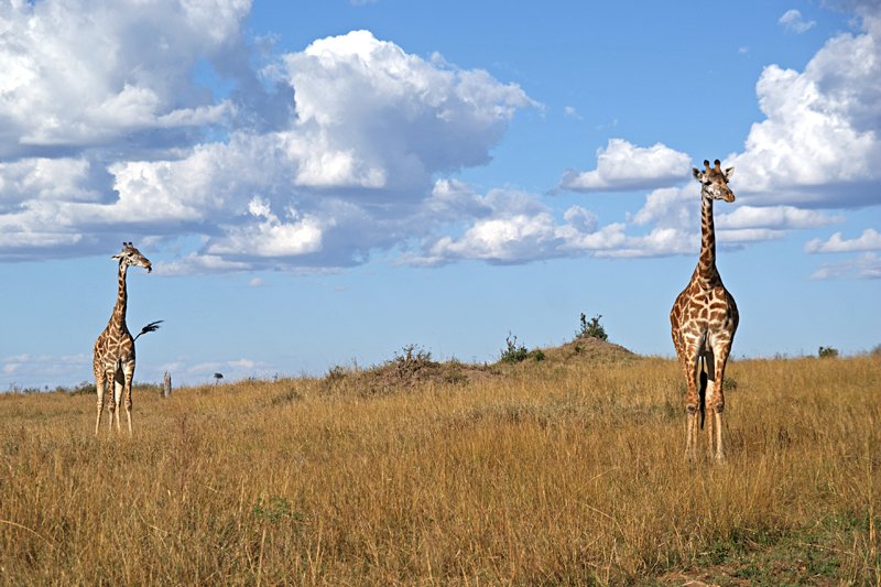 Airbnb przygotowało ofertę dla posiadających dużo wolnego czasu: za 4 tysiące funtów można w 80 dni zwiedzić świat.