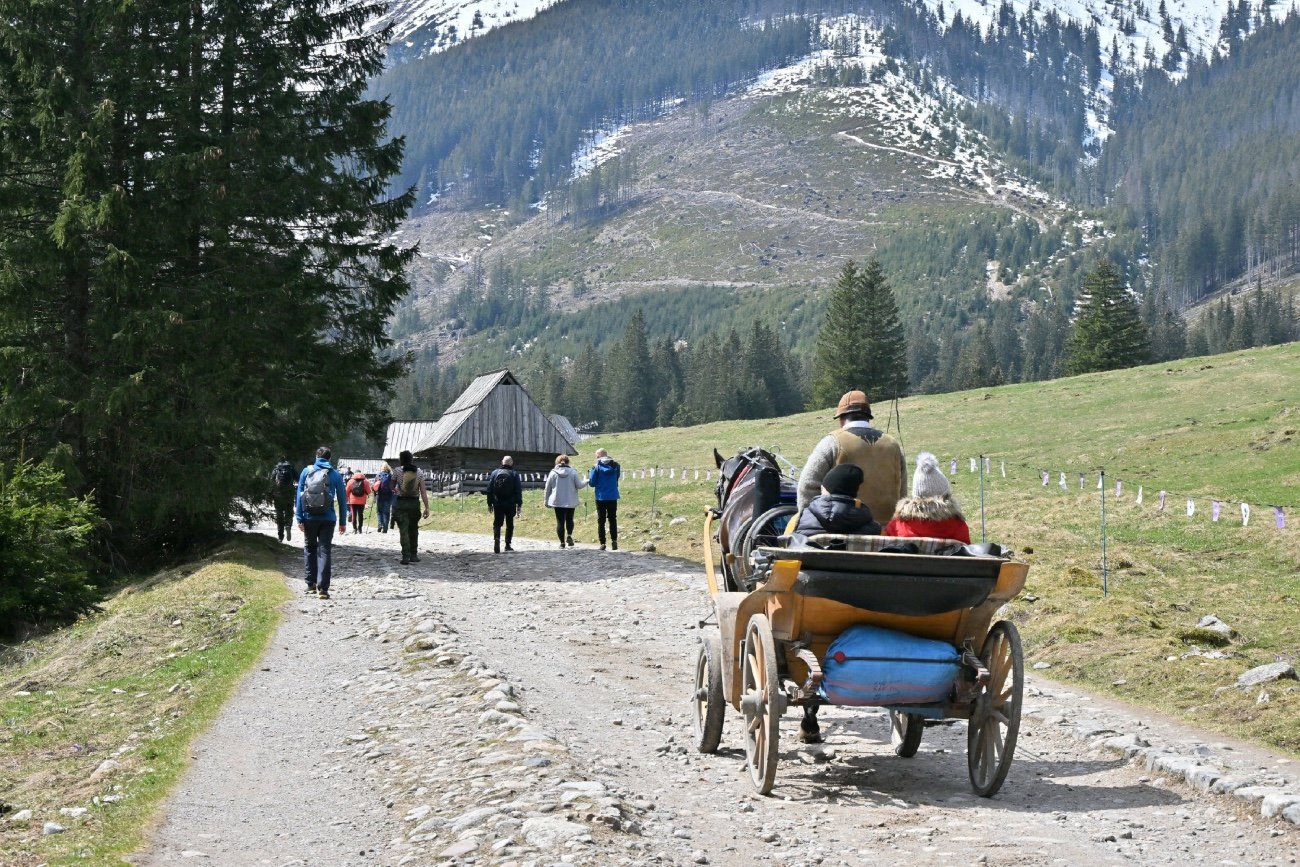 Sezon na krokusy w Tatrach. W tym roku mogą pojawić się znacznie szybciej