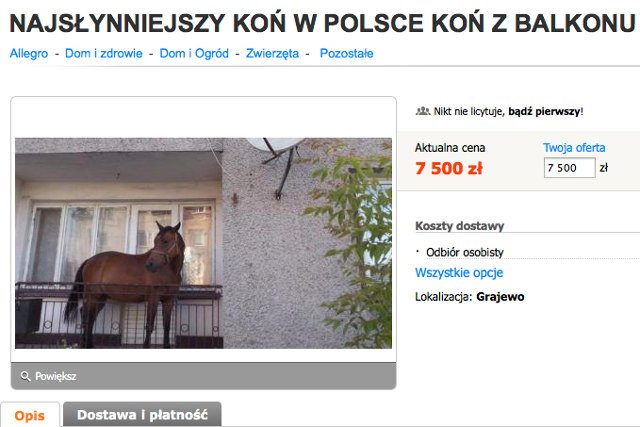 Klacz Dolina, znana lepiej jako "Balkoń", została wystawiona na Allegro