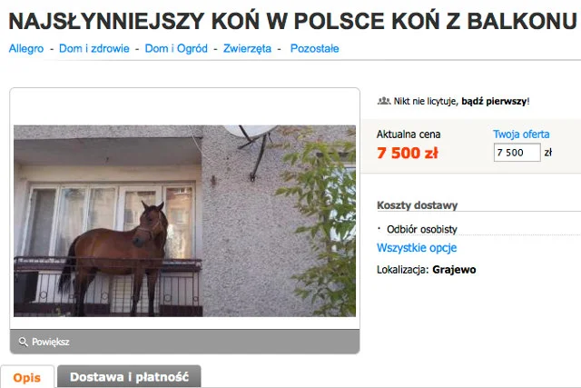 Klacz Dolina, znana lepiej jako "Balkoń", została wystawiona na Allegro