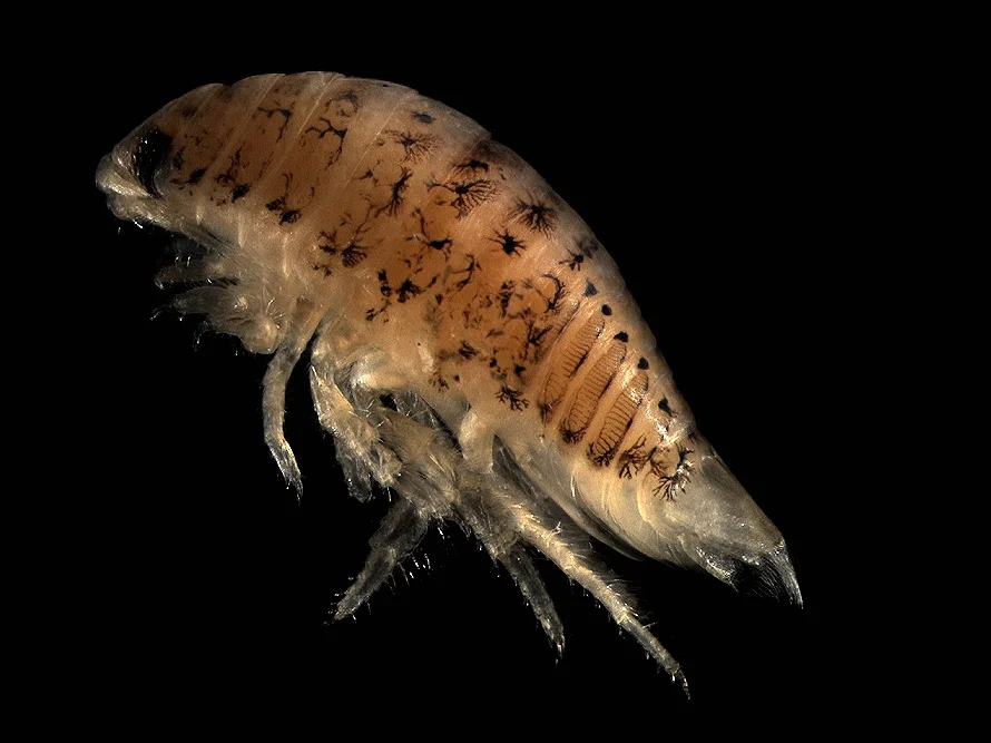 Sea louse