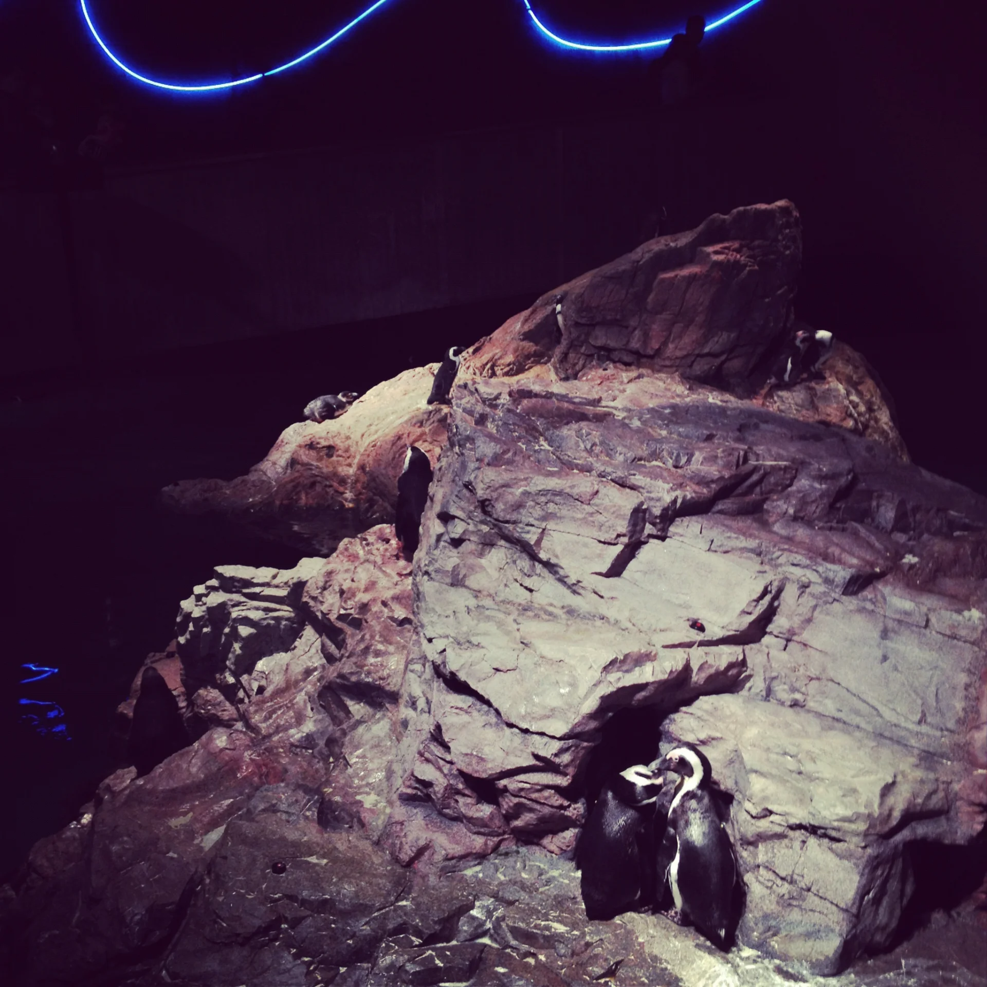 New England Aquarium - przyjemna alternatywa na zbyt zimną pogodę na zwiedzanie miasta. Można dotknąć rekina!