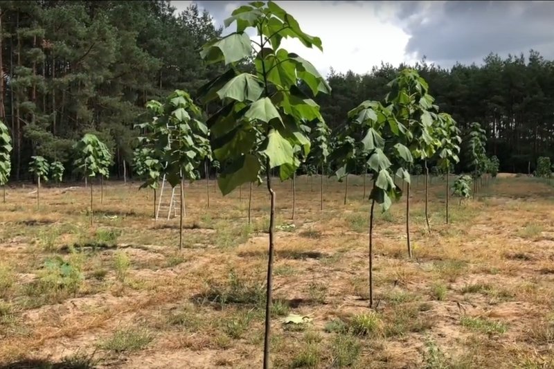 Drzewa przyszłości rosną także na terenie Polski.
