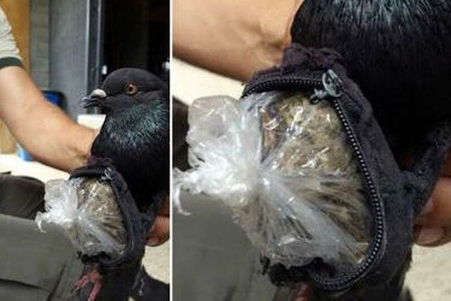 Gołąb - przemytnik schwytany
