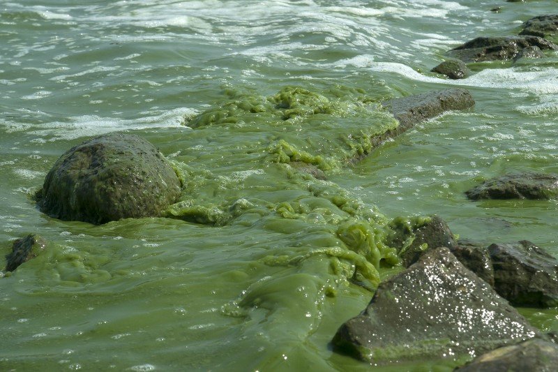Sinice w Zalewie Wiślanym