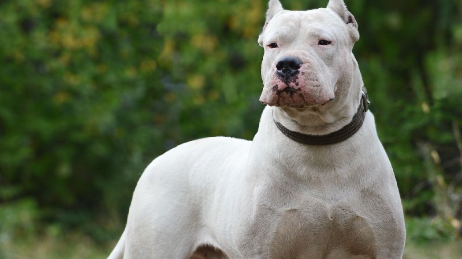 Dog argentyński - pies, na którego trzeba mieć w Polsce zezwolenie