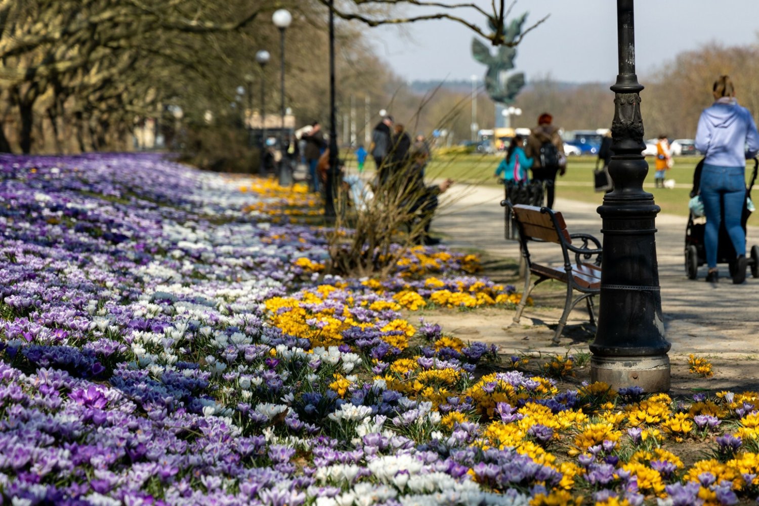 Szczecin. Dla ładnego zdjęcia mieszkańcy dewastują krokusy.